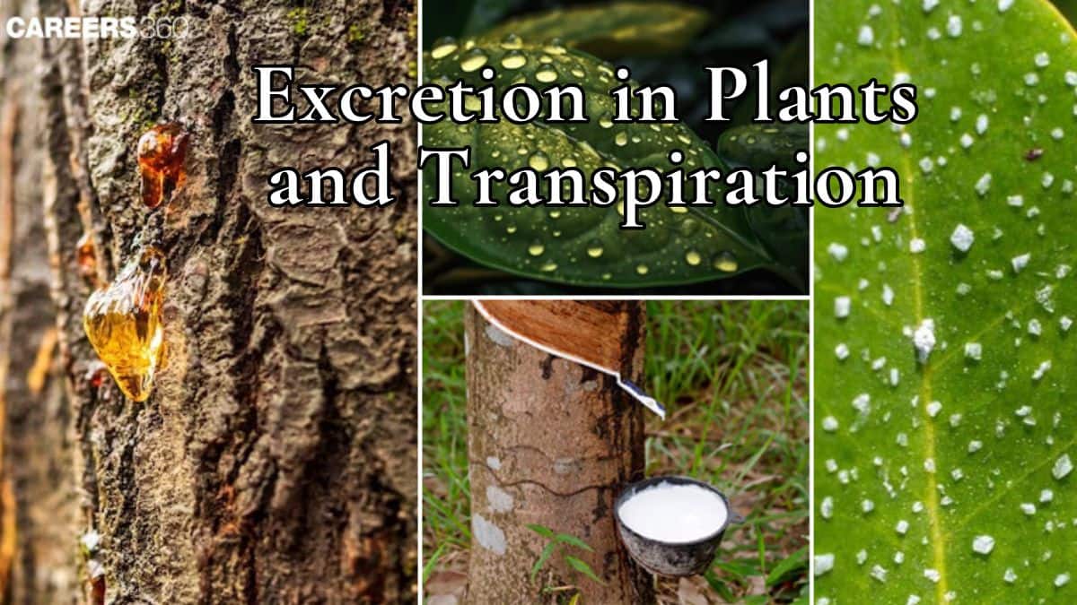 Excretion In Plants And Transpiration: Definition, Types, Transpiration